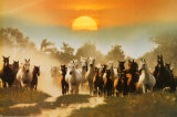 Wild Horses - Afiş Wild Horses - Afiş