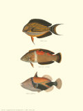 Tropical Fish IV Posters by Georges Cuvier