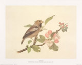 Hawfinch Posters par Frances Le Marchant