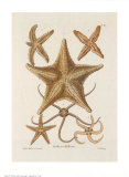 Etoile de mer Affiches par George Wolfgang Knorr