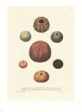 Shells Print van George Wolfgang Knorr Shells Print van George Wolfgang Knorr