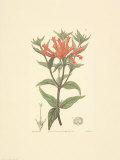 Blumen Poster
