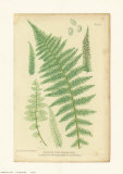 Nature Printed Ferns Plakat av Henry Bradbury