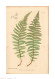 Nature Printed Ferns Posters av Henry Bradbury