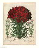 Lily Láminas por Basilius Besler