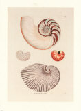 Shells Posters van George Wolfgang Knorr Shells Posters van George Wolfgang Knorr