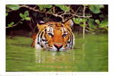 Tiger Fotografía