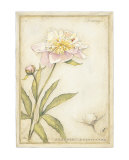 Pivoine I Posters par Meg Page