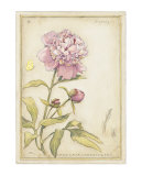 Peony III Prints by Meg Page Peony III Prints by Meg Page