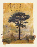 Presidio Cypress Study No.1 Posters par Donald Farnsworth