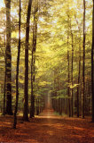 Forest Path Posters