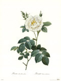 Rosa Albaflore Pleno Prints by Pierre-Joseph Redouté