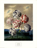 Group of Carnations Pósters por Dr. Robert J. Thornton