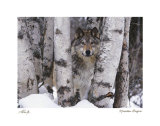 Mountain Ranger Prints by Art Wolfe