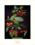 Cherries I Posters by George Brookshaw