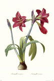 Amaryllis Brasiliensis Poster par Pierre-Joseph Redouté