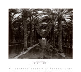 Palm Grove, 1966 Reprodukcje autor Ansel Adams