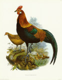 Rooster II Posters tekijänä James Elliot Rooster II Posters tekijänä James Elliot