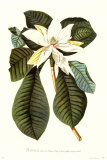 Magnolia Folis Oblongis Poster di Georg Dionysius Ehret Magnolia Folis Oblongis Poster di Georg Dionysius Ehret