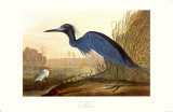 Pequeña garza azul Lámina por John James Audubon