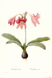 Amaryllis Reticulata Prints by Georg Dionysius Ehret