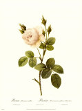 Muscosa Alba Print by Pierre-Joseph Redouté