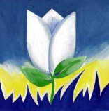 White Tulip Supreme Prints by Alfred Gockel