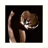 Open Tulip Prints by Klaus Mischke Open Tulip Prints by Klaus Mischke