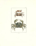 Crabes I Affiches