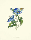 Tesoros del jardín II Pósters Tesoros del jardín II Pósters