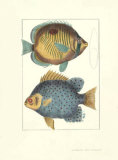 Butterfly Fish Posters