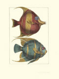 Angel Fish Art