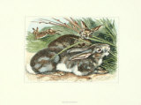Wild Rabbits II Prints