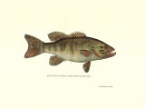 Mouth Bass Posters