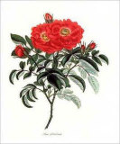 Rosa Portlandia Art par George Henry Andrews