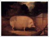 Sow Outside a Sty Prints