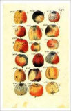 Fruit and Nuts Poster