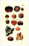 Fruit and Nuts Print