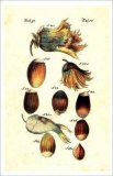 Fruit and Nuts Prints