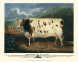Craven Heifer Posters by J. Whessell