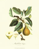 Pierre-Antoine Poiteau - Pear - Reprodüksiyon
