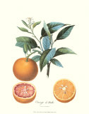 Orange Art by Pierre-Antoine Poiteau