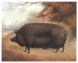 Bacon Hog Poster by Emily Farmer