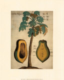 Papaya Tree Posters by Michael Boym