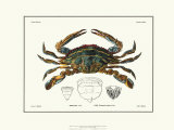 Crustacean II Posters by Pierre Siebold