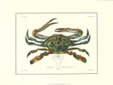 Crustacean I Art by Pierre Siebold