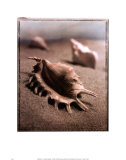 Coquillage III Affiches par Sondra Wampler