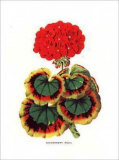 Red Geranium Art by Francois Van Houtte Red Geranium Art by Francois Van Houtte
