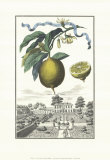 Limon Zucherin Posters by Johann Christof Volckamer