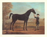 Racehorse Othello Affiches par R. Roper